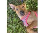 Ann Jack Russell Terrier Young Female