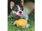 Polly French Bulldog Adult Female