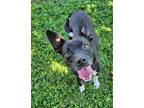 Adopt Pakkun a Jack Russell Terrier, Mixed Breed