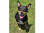 Adopt Pawl a Australian Cattle Dog / Blue Heeler