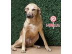 Adopt Minkas a Catahoula Leopard Dog