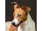 Adopt Ravioli a Jack Russell Terrier