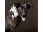 Adopt Vista a Labrador Retriever