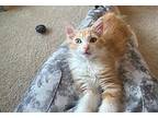 Cheese Doodle24 Domestic Mediumhair Kitten Male