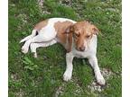 Gem Beagle Puppy Female