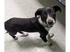 Yuma Border Collie Puppy Female