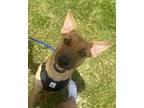 Dan Jack Russell Terrier Young Male
