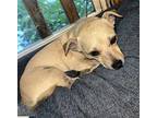 Ebee Chihuahua Adult Female