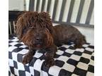 PICCOLO Lhasa Apso Young Male