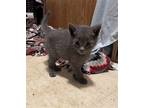 SILVERGRASS Domestic Shorthair Kitten Male