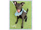 LADY Labrador Retriever Young Female