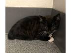 Whiskers Domestic Shorthair Kitten Male