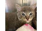 Chips Domestic Shorthair Kitten Male