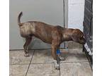 ZEUS Beagle Adult Male