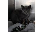 Danse Domestic Shorthair Kitten Male
