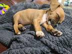 Brass Button Chihuahua Puppy Female