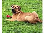Atlas Hound (Unknown Type) Puppy Male