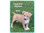 Lonestar Mixed Breed (Medium) Puppy Male