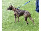 Blossom Catahoula Leopard Dog Adult Female