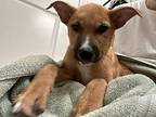 Lance German Shepherd Dog Puppy Male