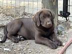 Moose Labrador Retriever Puppy Male