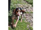 Rocky Beagle Young Male