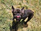 Goblin French Bulldog Puppy Female