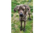 Boo (HW-) Mastiff Adult Female