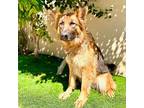 Gia German Shepherd Dog Young Female
