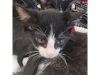 Daphne Domestic Shorthair Kitten Female
