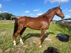 Nice project gelding