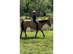 Gorgeous Dun & Palomino Geldings Ranch/Trail Deluxe
