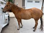 19 Year Old Well Broke Gelding
