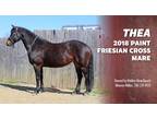 2018 Friesian APHA Cross Mare | Schooling Dressage