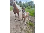 2024 grullo roan tobiano PtHA filly