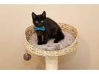 Scallywag Domestic Shorthair Kitten Male