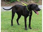Shadow 38045 Labrador Retriever Young Male