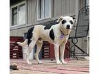 Bandit Border Collie Adult Male