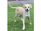 Puddin 39685 Labrador Retriever Young Female