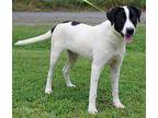 Tyson 39666 Labrador Retriever Young Male