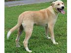 Major 39667 Labrador Retriever Young Male