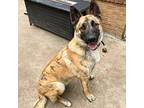 Lukas Dutch Shepherd Adult Male
