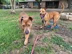 Chance Moseley American Pit Bull Terrier Adult Male