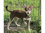 Reese Chihuahua Puppy Male