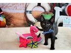 Jolly Roger Domestic Shorthair Kitten Male