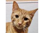 Vinny Domestic Shorthair Kitten Male