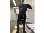 Adopt Maryloo a Pit Bull Terrier