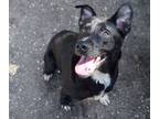 Adopt Molly Anna a Labrador Retriever