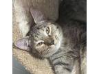 Adopt Pumpkin a Domestic Short Hair
