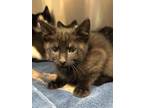 Adopt Muffin a Domestic Short Hair